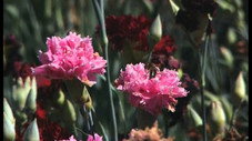 Pas de saison pour les fleurs