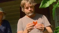 LES TOMATES