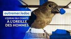 L'oiseau qui chante à l'oreille des hommes
