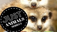 Episode Thumbnail