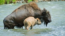 La rivière sauvage