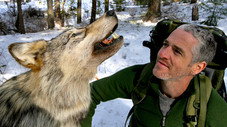Des loups porteurs d'espoir