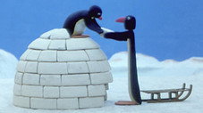 Pingu construit son igloo