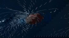 Oceanos além das fronteiras