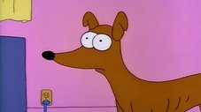 Cachorro reprovado
