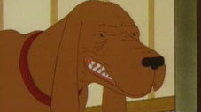 Racist Dawg