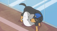 Doberman