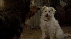 Look Who's Barking