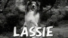 Lassie et le buffle