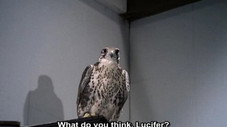 The Falcon (1)