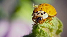 Sous la carapace de la coccinelle