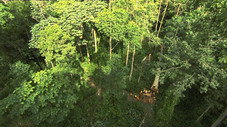 Forêts du Congo : sur la piste des bois tropicaux