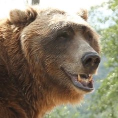 Bart The Bear