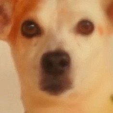 Toby