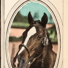 Tony the Horse