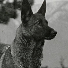 Klondike the Dog
