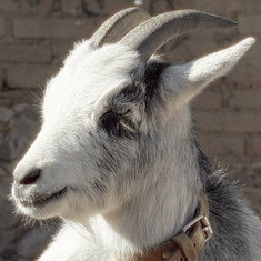 Melvin