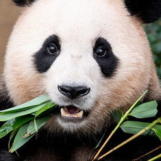 Fu Bao