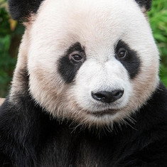 Le Bao