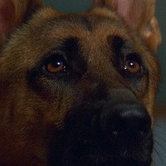Primo the Dog