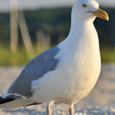 seagull