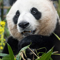 Ai Bao
