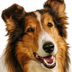 Lassie