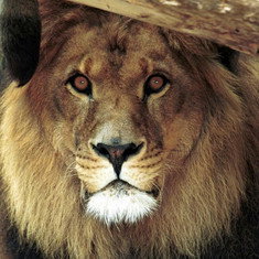 Bongo the Lion