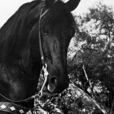 Black Jack