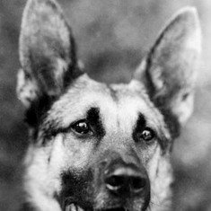 Strongheart