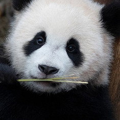 Hui Bao