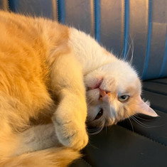 Osman The Cat