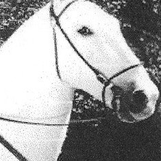 Silver King the Horse