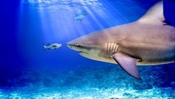World's Biggest Bull Shark? background image