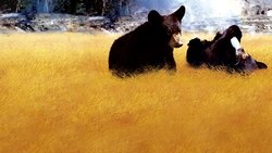 Yellowstone Cubs background image