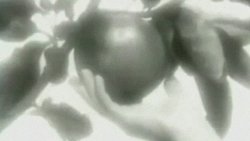 Recommandation 1