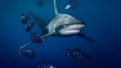 World's Most Dangerous Shark? background image