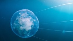 Voyage of Time: Life's Journey background image