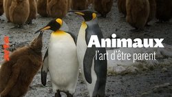 Recommandation 1