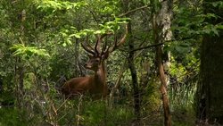 Wild France background image