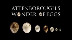 Attenborough's Wonder of Eggs background image