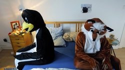 Fox & Penguin background image