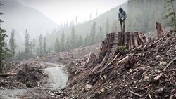 If a Tree Falls: A Story of the Earth Liberation Front