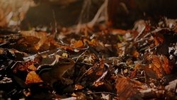 Tiny Giants 3D