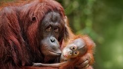 Escape from Extinction
