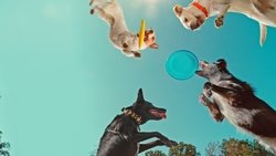 Inside the Mind of a Dog