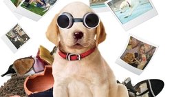 Marley & Me: The Puppy Years