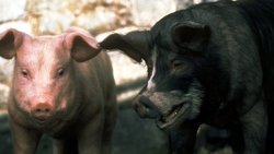 Animal Farm