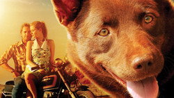 Red Dog