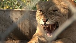 The Elephant in the Living Room